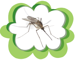 mosquitoAnopheles