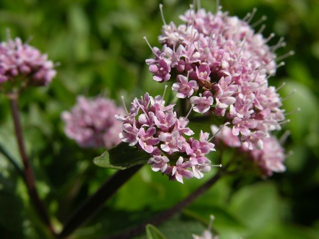 valeriana supina 00002