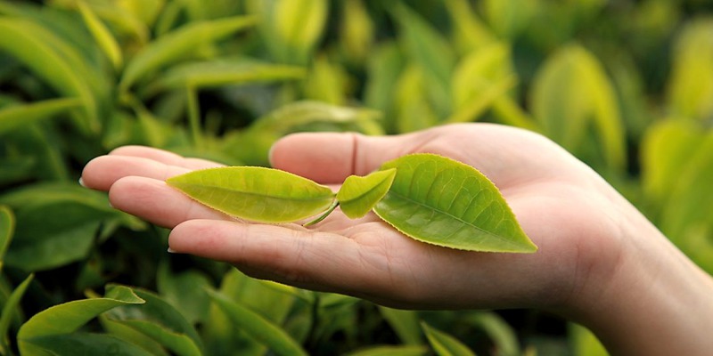 Propiedades y usos del aceite del árbol del té