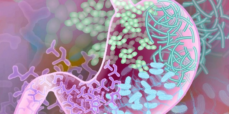 Microbiota  Intestinal