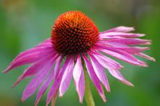 Activa tus defensas con homeopatía o productos naturales.