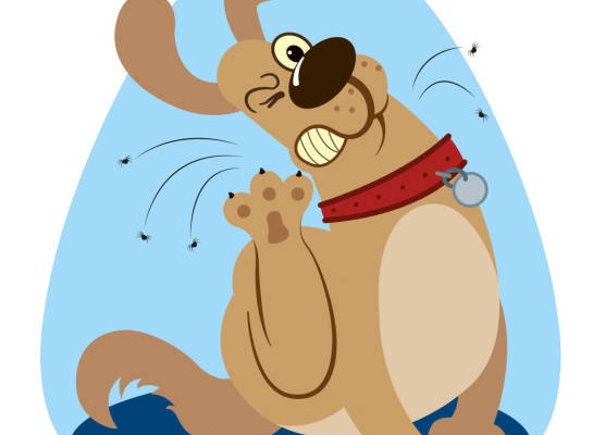 Prevención de pulgas y garrapatas en perros y gatos. El calor ya está aquí!! 