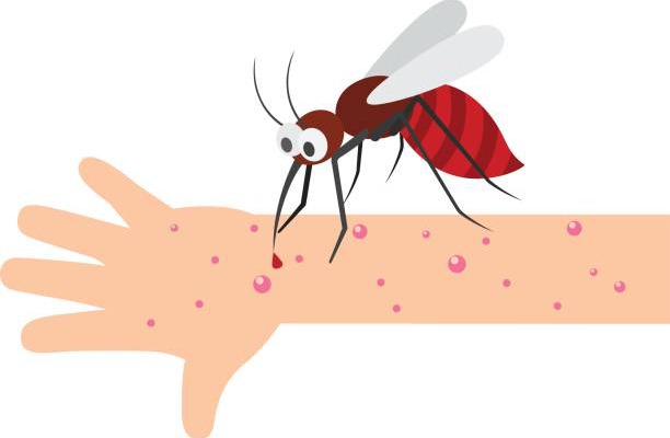 Mosquitos: cómo tratar sus molestas picaduras