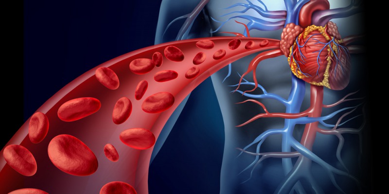 Circulatorio y Cardiovascular