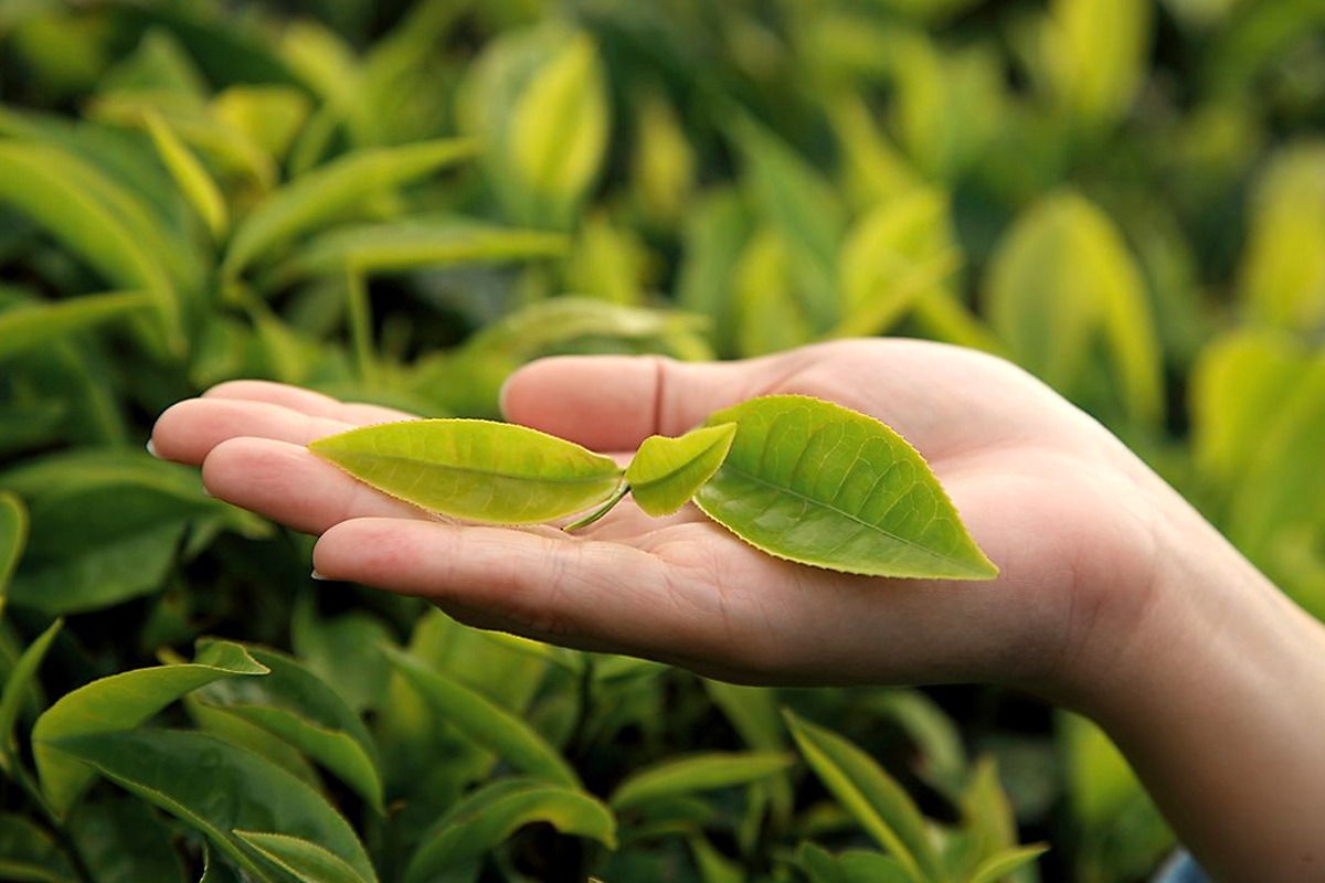 Propiedades y usos del aceite del árbol del té