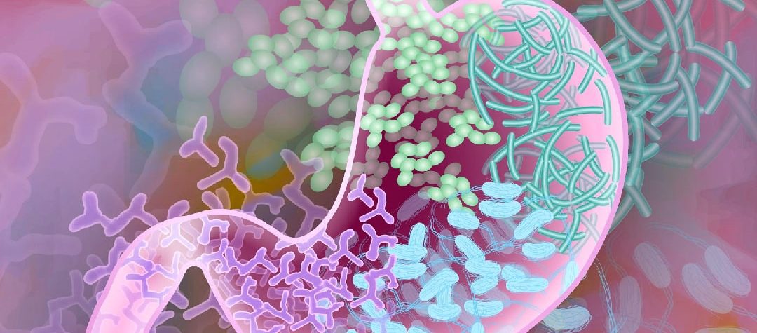 Microbiota  Intestinal