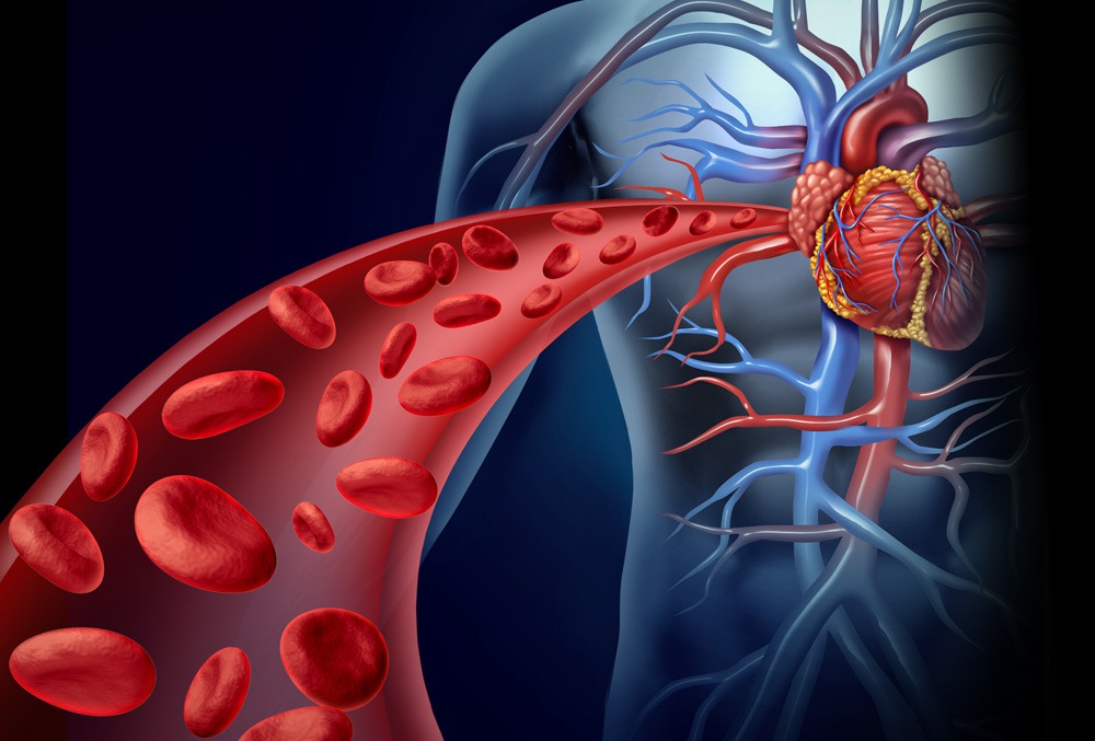Circulatorio y Cardiovascular