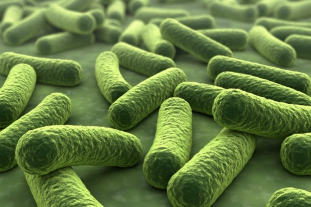 ¿ Que es la microbiota ?